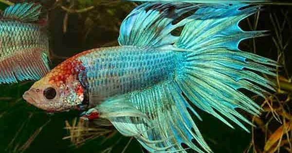 Ciri Ikan Cupang Sehat