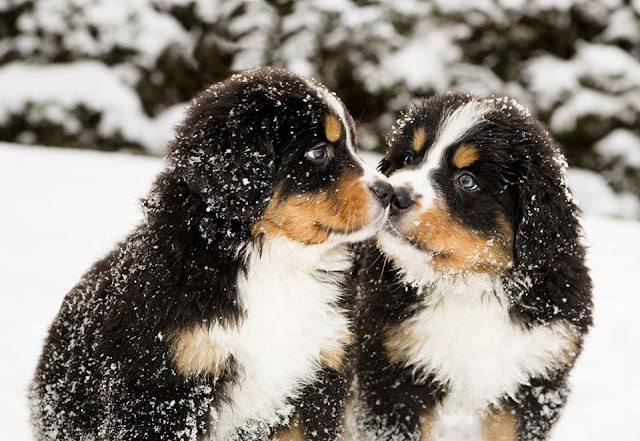 Bernese Mountain puppies playing in the snow image