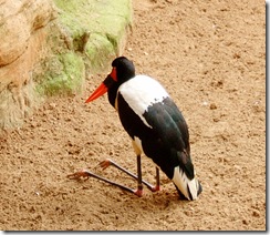 0052 Zoo red