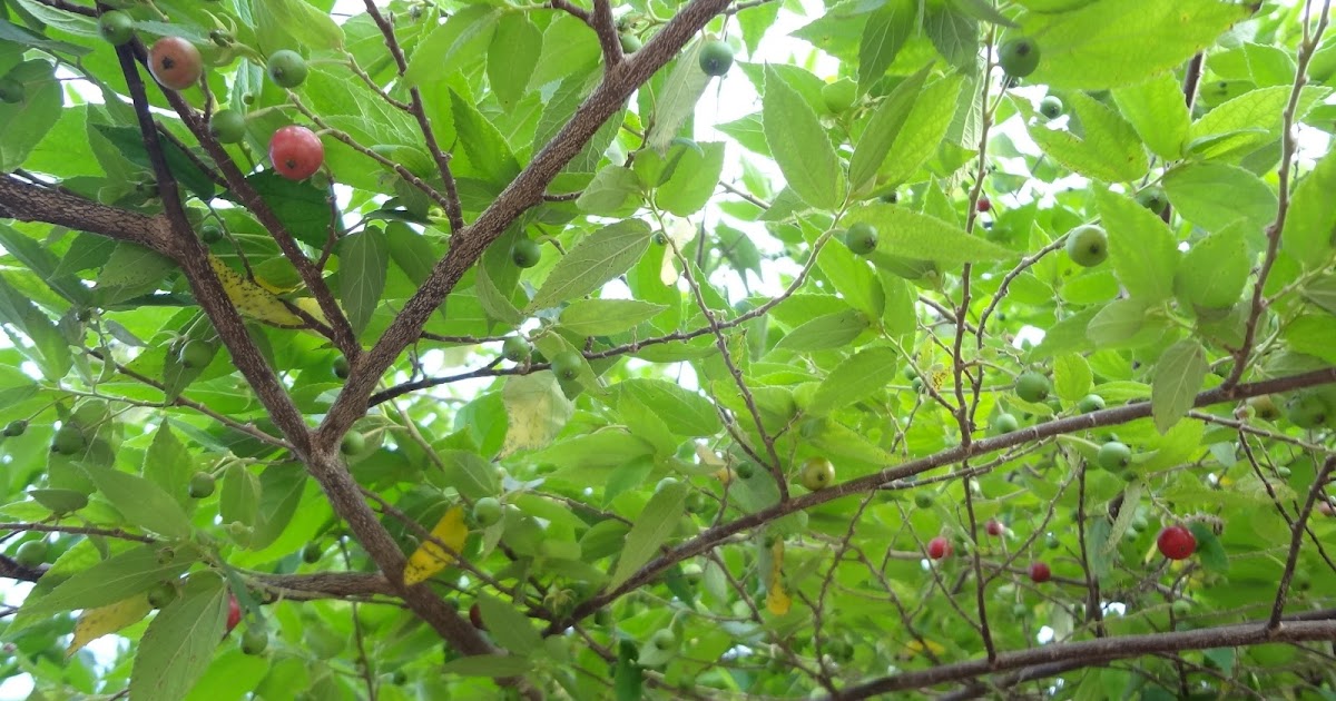 Daun Untuk Ubat Kencing Manis - Contoh Songo