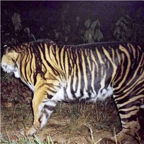 harimau loreng hitam