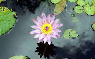 Lotus Flower in Pond