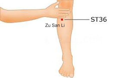 St точка. Точка st36. Точка st36 акупунктуры. Zusanli st36 точка. Акупунктурные точки st36.