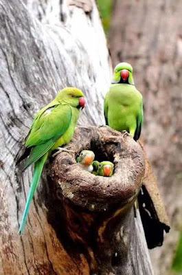 parrot-family-at-their-home