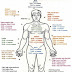 CPT Code for MRI Brain, Breast, Lumbar Spine and Shoulder