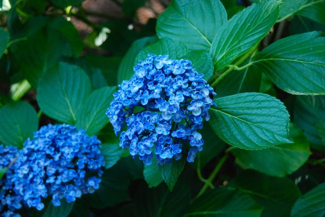 Bigleaf hydrangea, Hydrangea macrophylla 'Ayesha', was a stunner with its true blue coloring. 