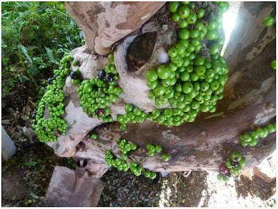 Menakjubkan ! Anggur Brazil Berbuah Dibatang Pokok 