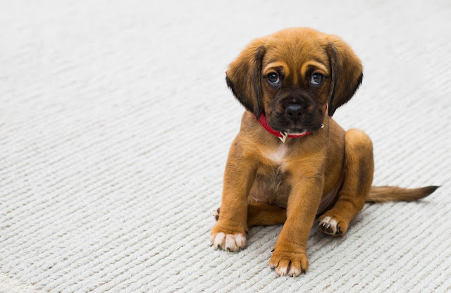 What to Expect When You Bring Home a Puppy