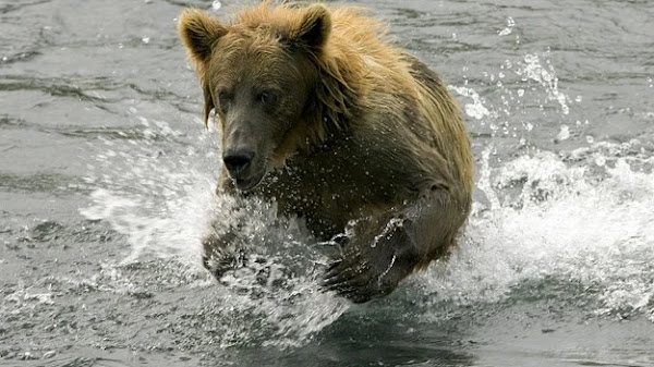 ভালুক - Bear