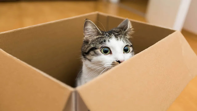 cat in cardboard