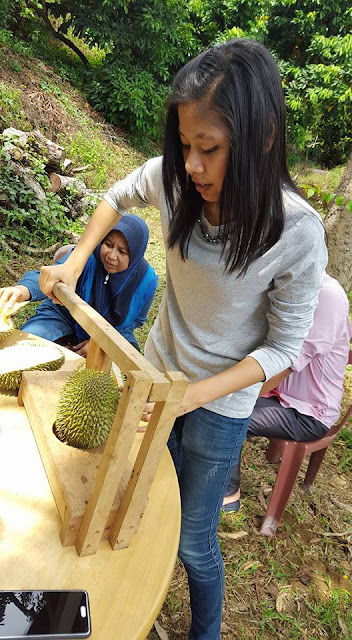 Durian Sungai Pinang Balik Pulau Mari durian blik pulau,penang.. kg sungai pinang..sbb ramai y pm,msej tya tmpt,ni ina bg num fn..hampa call owner dia sndr..tmpt ni atas bkit,dusun sndri..buah memg tiptop.. 0164595797