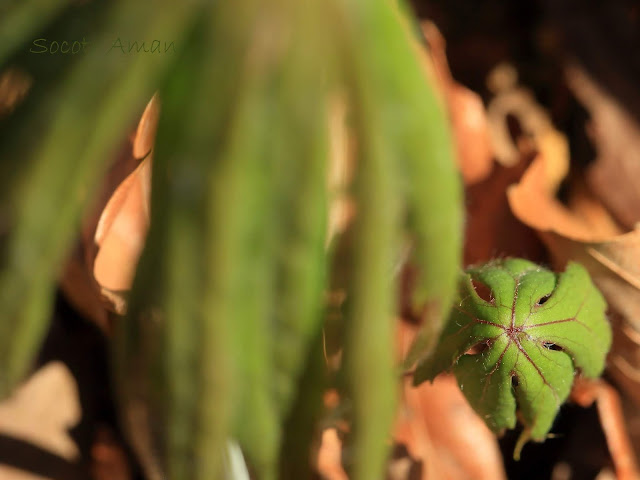 Syneilesis palmata