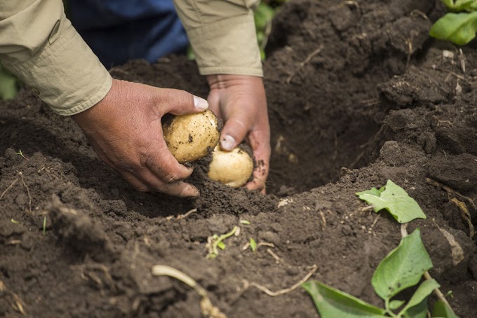  Pepsico anuncia programa “Agricultura Positiva” con metas globales para 2030