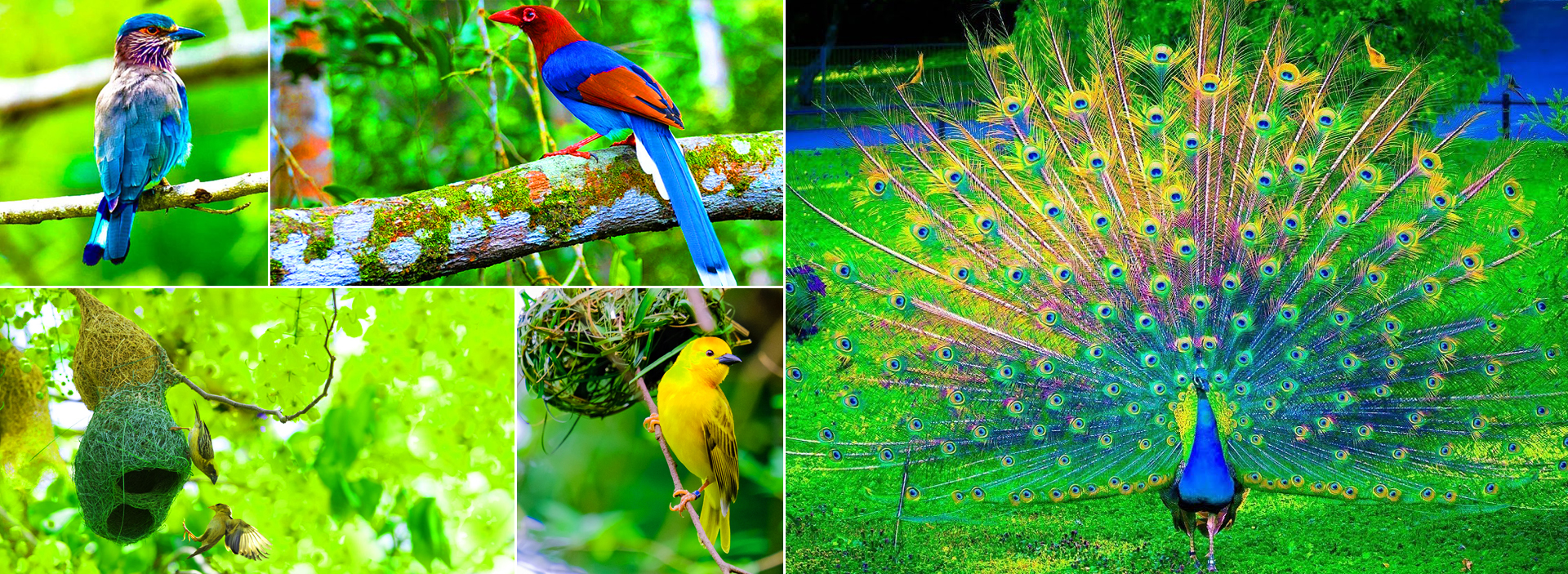Wildlife Adventure in Sri Lanka's Wilderness