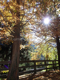 Wuling Farm maple autumn foliage