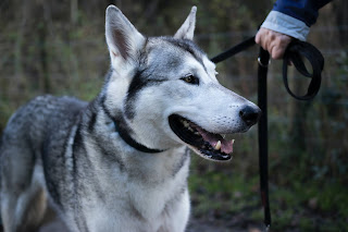 Side profile of a Northern Inuit dog wearing a black collar and lead