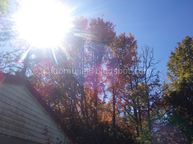 Wuling Farm maple autumn foliage