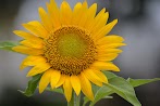 Bunga Matahari Bergerak Menghadap - Jenis Jenis Bunga Matahari Tercantik Lengkap Dengan Manfaat Dan Fakta Uniknya Kuya Hejo - Sang bunga terus menatap ke arah matahari bergerak.