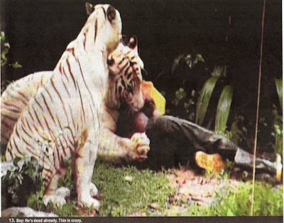 Tiger Attack Singapore Picture on Plus Size Kitten  Tiger Attacks Man In Singapore Zoo