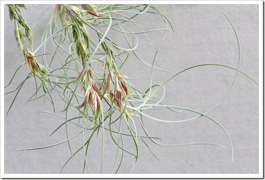 110910_Festuca-glauca-Elijah-Blue_03