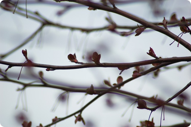 crapapple branch