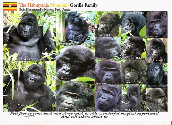 Mubare Family gorilla familes in Uganda