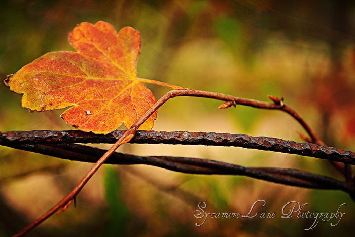 leaf and fence-w