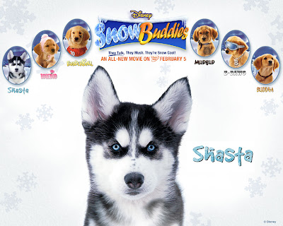 Siberian Husky Wallpapers