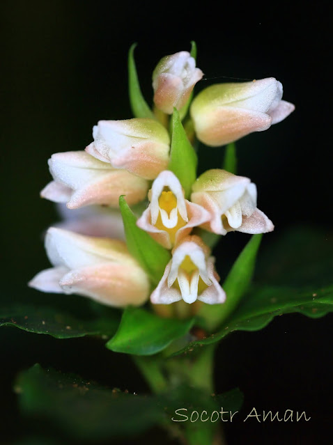 Goodyera foliosa