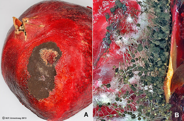 Аспергиллёз на гранате (Punica granatum)