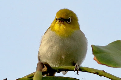 'Indian White-eye,preched on a branch."