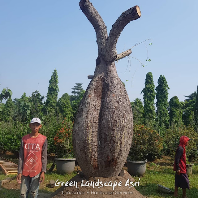 Jual Pohon Bottle Tree di Surabaya Jaminan Garansi Tanaman Mati