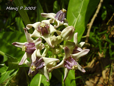 Calotropis gigantea