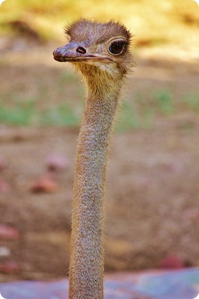 Zoo6 090 Zoo6 090