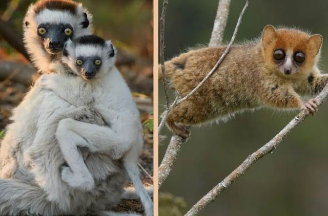 Estos lémur de Madagascar están en serios peligros de extinción