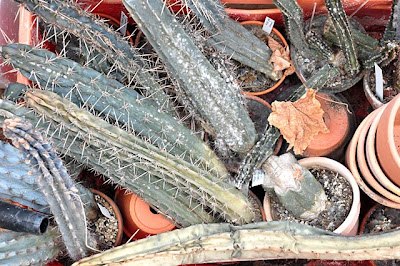 Decomposing Trichocereus plants