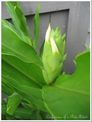ginger lily ginger lily