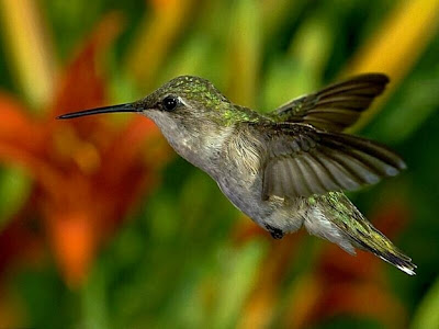 Sketches of humming birds pc wallpapers