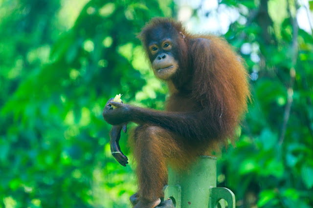 Borneo, Malezja, orangutan