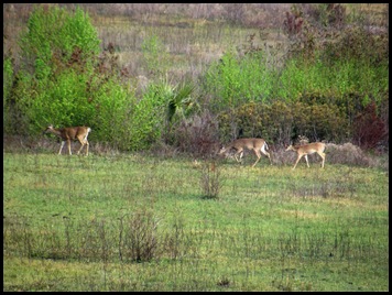 Buffalo, horses & deer 016