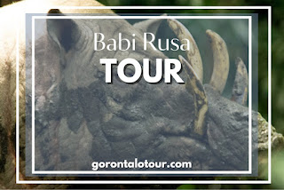 Babi Rusa Tour