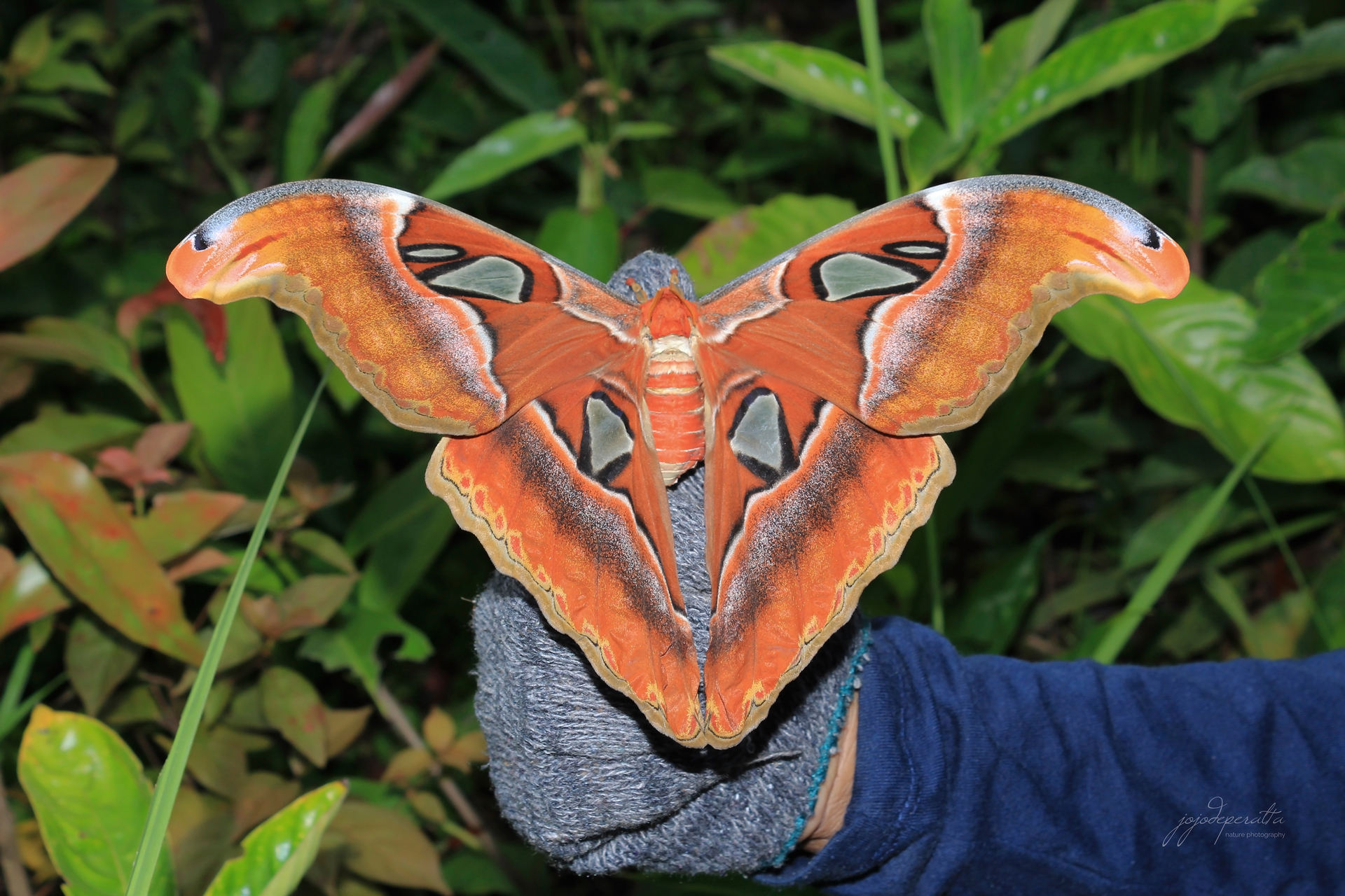 Moth in Palawan Attacus lemairei photo by Jojo De Peralta