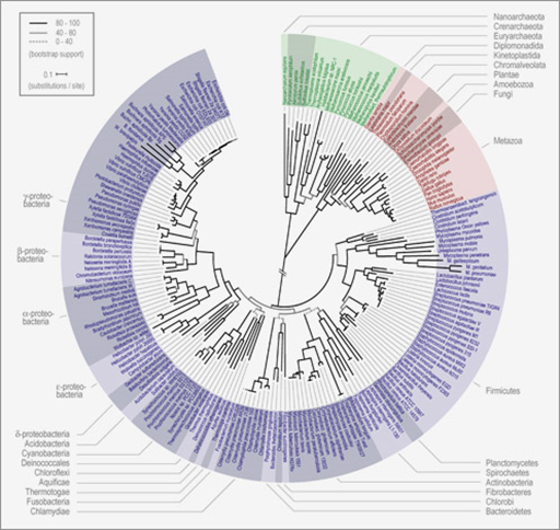 El árbol de la vida moderno es un diagrama sin raíz, que no asciende, sino que se expande en todas las direcciones, todas las puntas representan especies vivas, y las bifurcaciones hipótesis teóricas de ancestros comunes, algunas puntas no llegan a la periferia y representan especies fósiles. Toda especie que llega a la periferia está igual de evolucionada dado que ha logrado sobrevivir hasta el día de hoy.