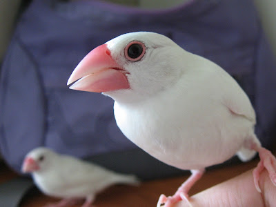 Chicks of Java Sparrows