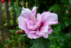 Rose of Sharon