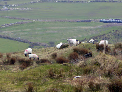 Ring of Kerry Tour - Ireland