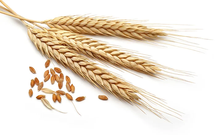 القمح أو الحنطة جنس نبات حولي من الفصيلة النجيلية، وينتج القمح حبوباً مركبة على شكل سنابل حيث تعتب