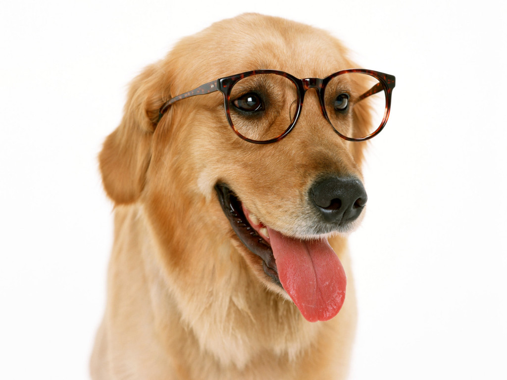 20 Cute dogs with glasses | Amazing Creatures