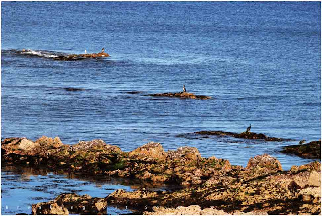 St Andrews coastal walk