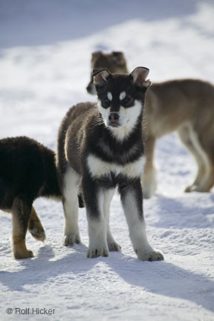 Husky Puppies